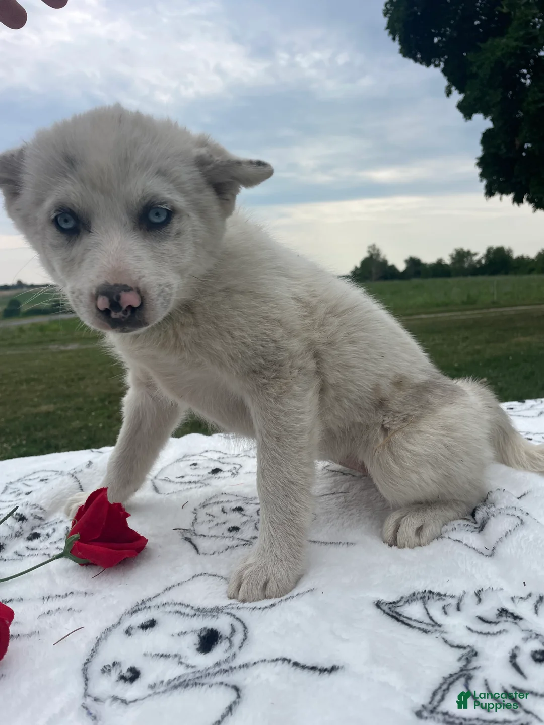 Pomsky dogs for sale: Trudy - Ad 4