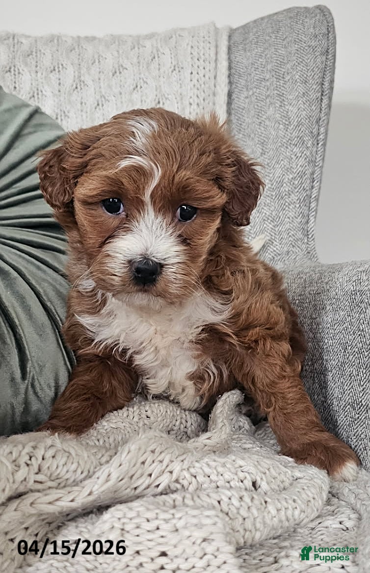 Mixed Breed dogs Cuddles - Ad 2