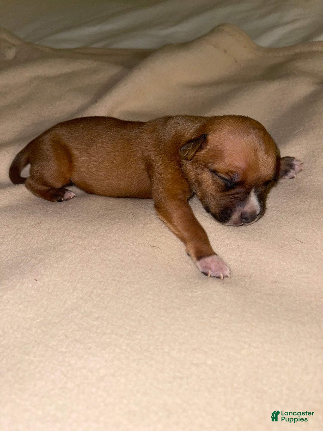 American Pit Bull Terrier dogs for sale: American Pit Bull Terrier Puppy 8 - Ad 2