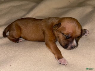 American Pit Bull Terrier dogs - Ad 31