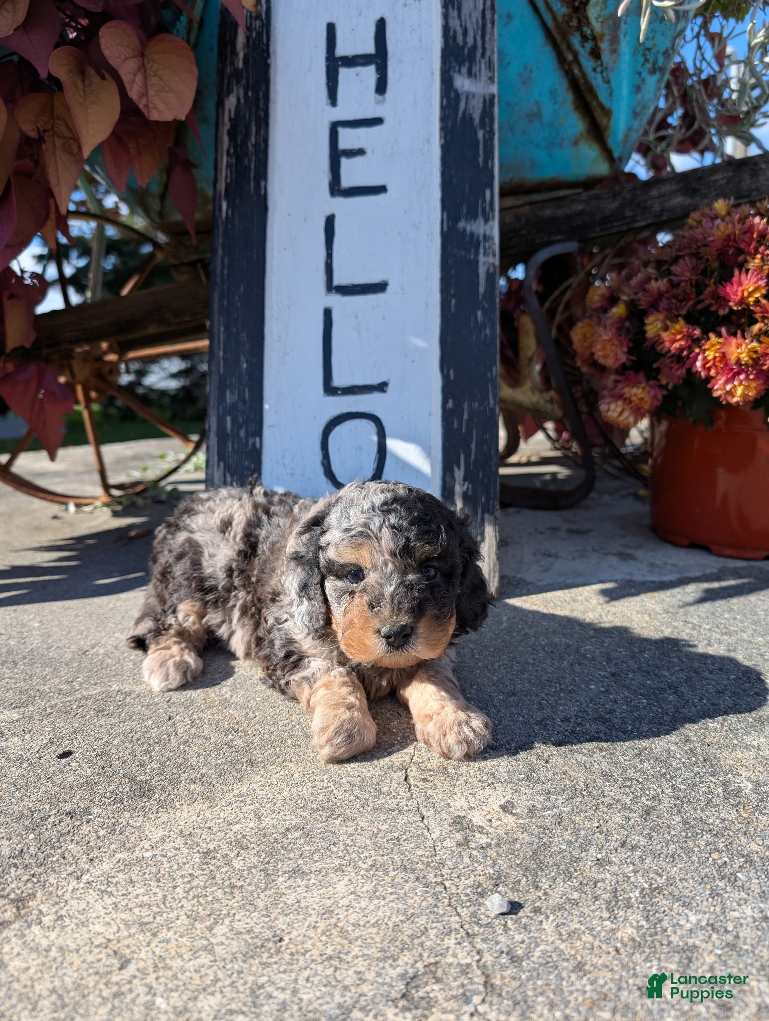 Cavapoo dogs Curly Bluey  - Ad 22