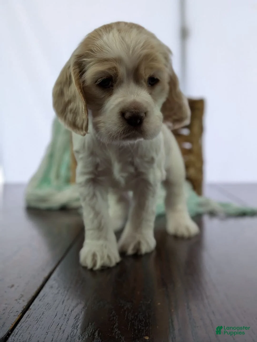 Cocker Spaniel dogs for sale: Cocker Spaniel Puppy 2 - Ad 3