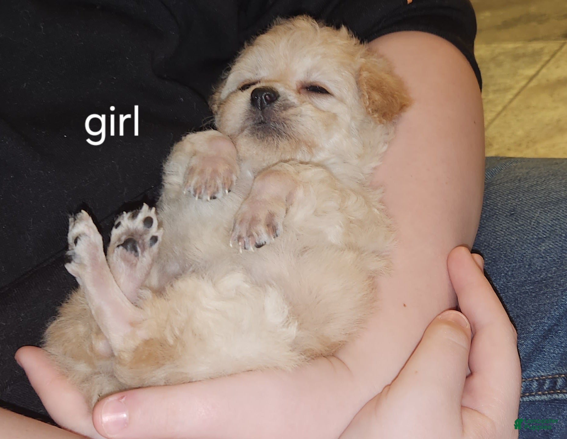 Havapoo dogs Havapoo Puppy 1 - Ad 4