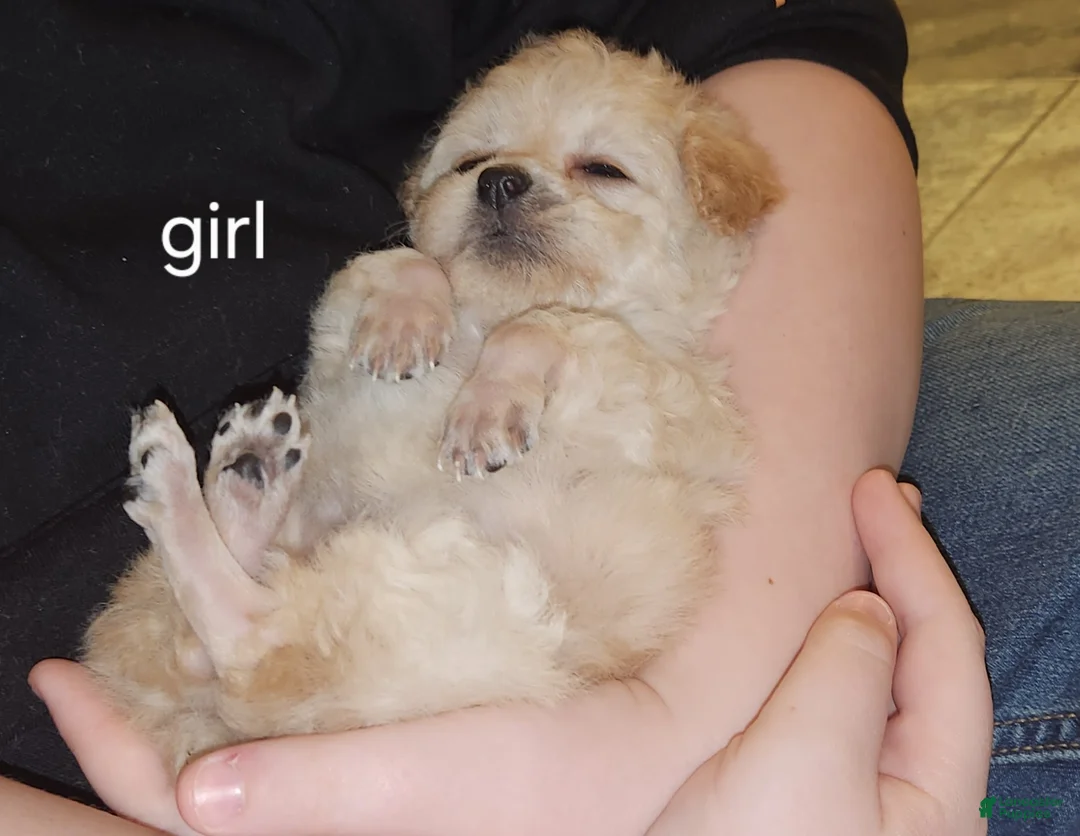 Havapoo dogs for sale: Havapoo Puppy 1 - Ad 1