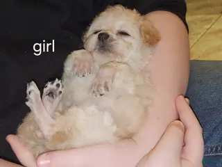 Havapoo dogs Havapoo Puppy 1 - Ad 4