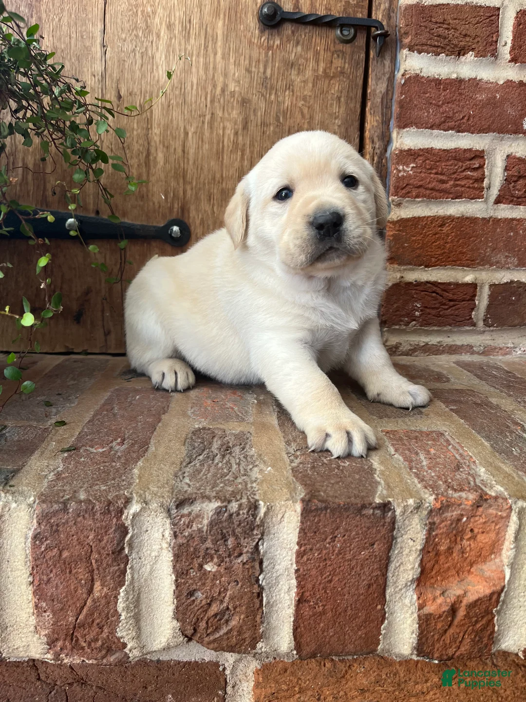 Labrador Retriever dogs for sale: King  - Ad 2
