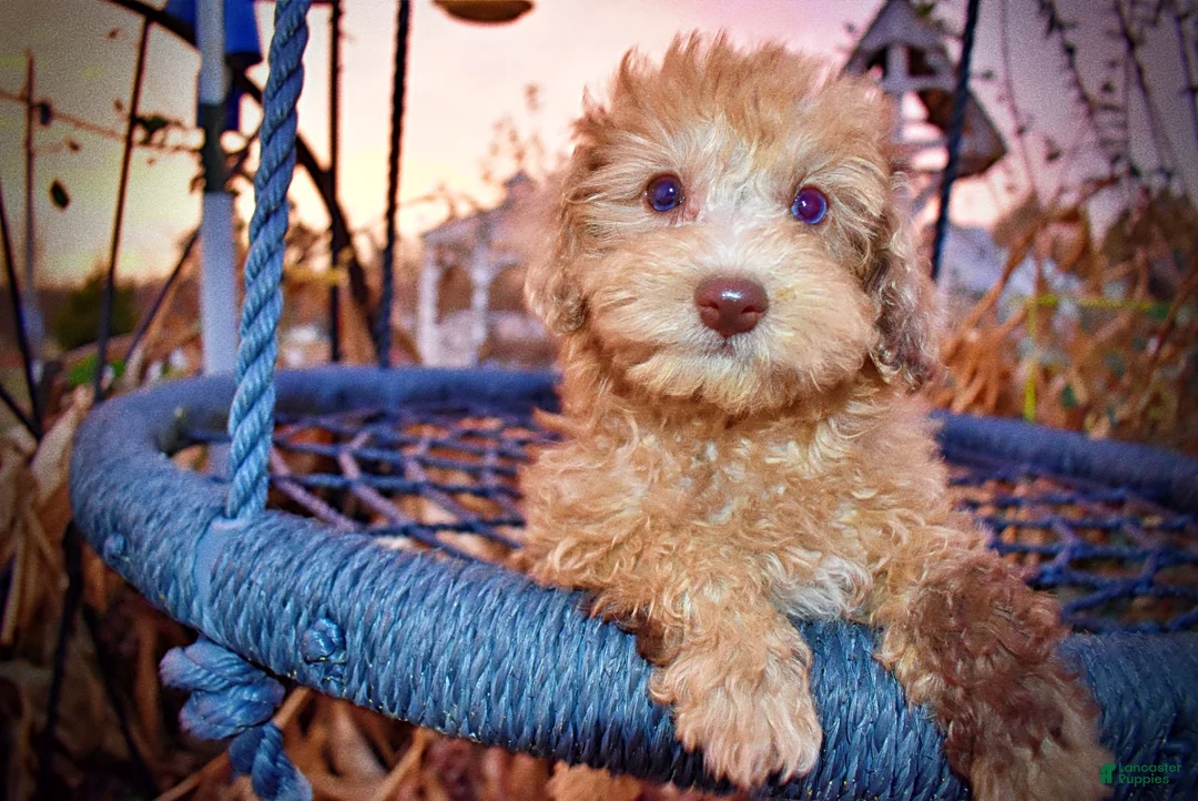 Havapoo dogs for sale: Yummy - Ad 8