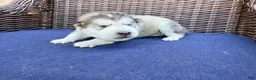 Alaskan Malamute dogs for sale: Alaskan Malamute Puppy 1 - Ad 4
