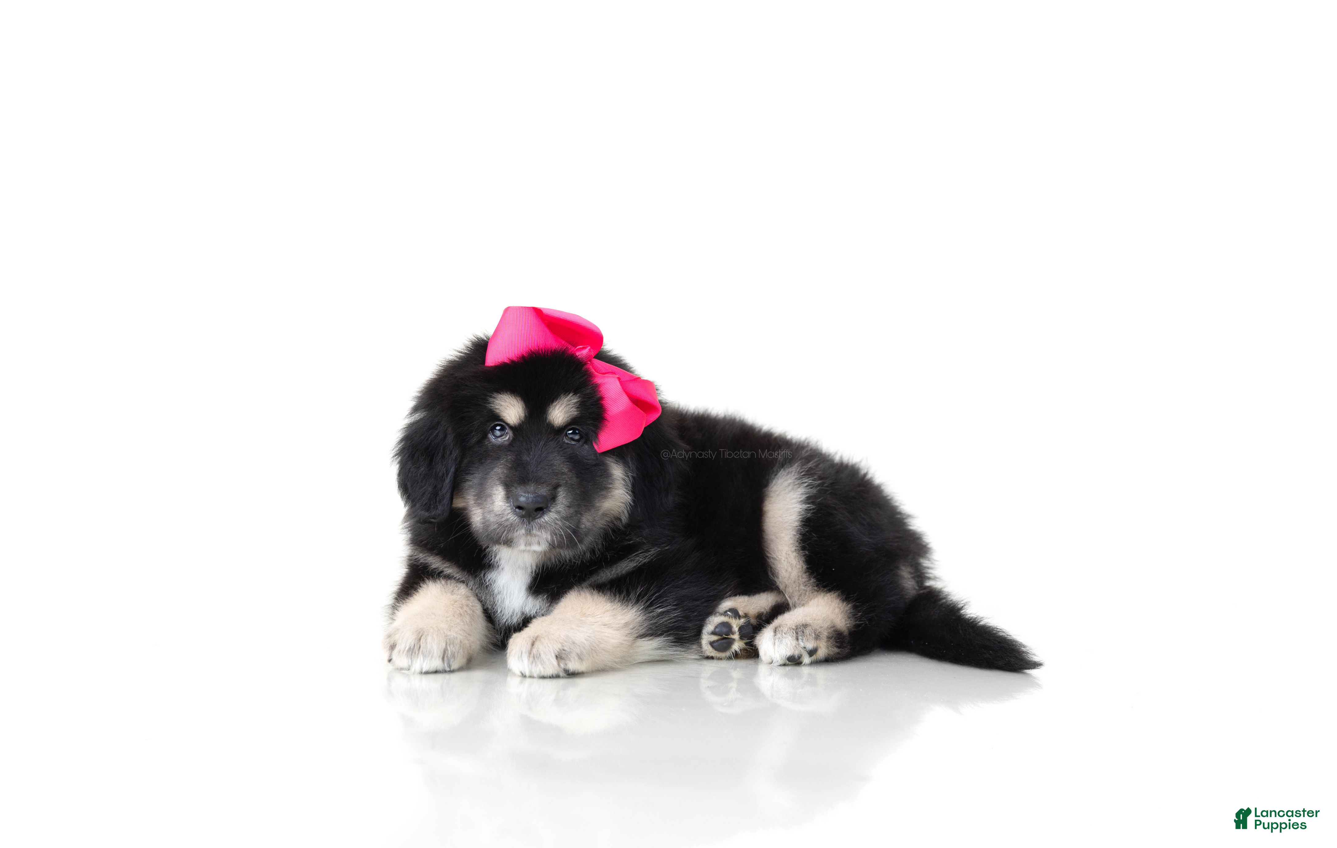 Tibetan Mastiff dogs Tibetan Mastiff Puppy | Pink Girl  - Ad 1