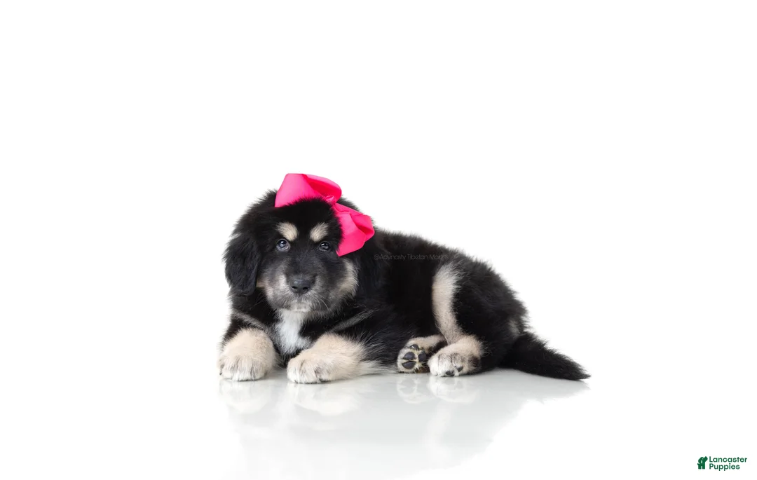 Tibetan Mastiff dogs for sale: Tibetan Mastiff Puppy | Pink Girl  - Ad 1
