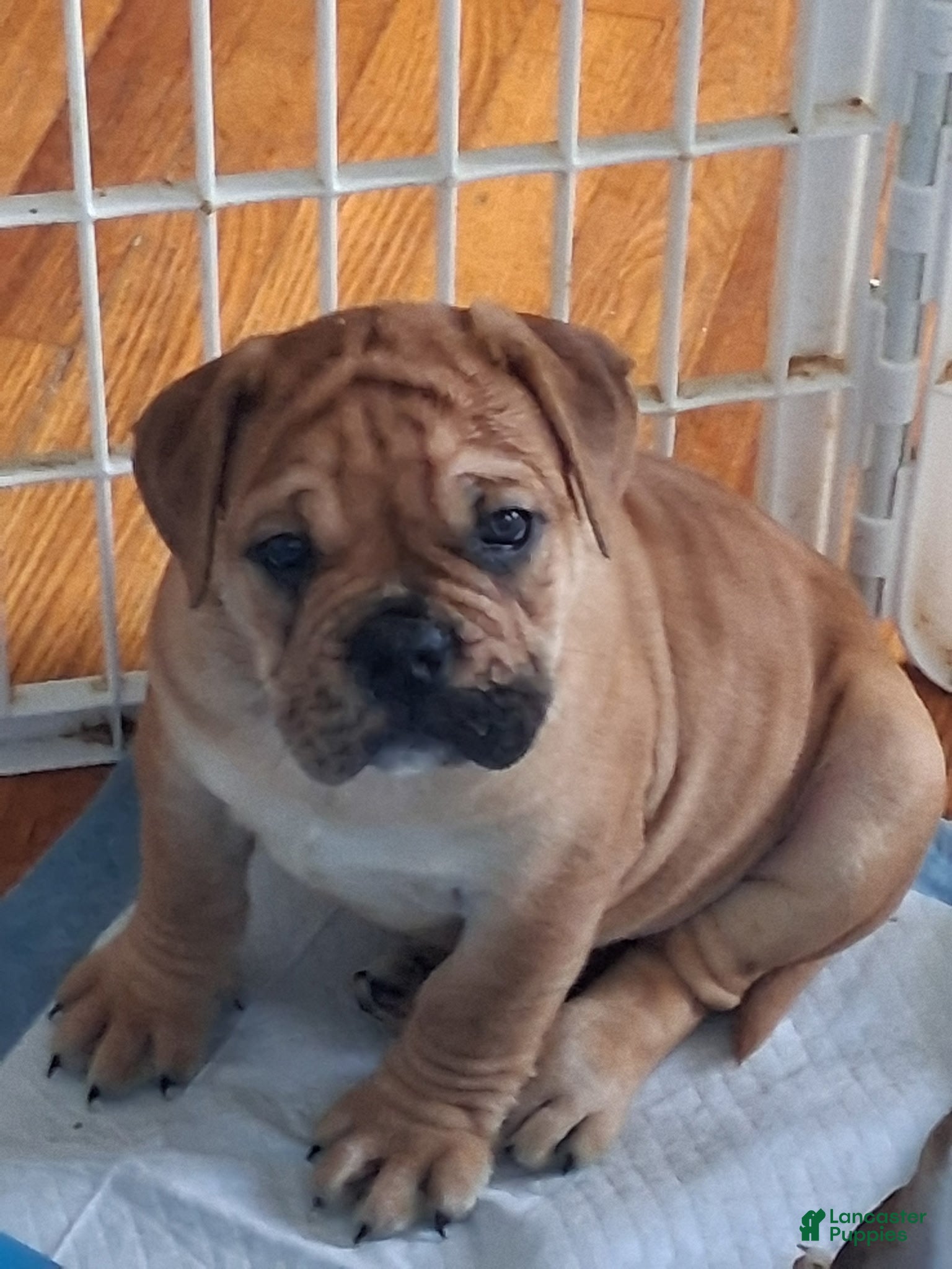 Mixed Breed dogs Bear  - Ad 4