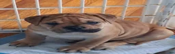 Mixed Breed dogs for sale: Bear  - Ad 6