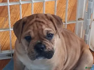 Mixed Breed dogs Bear - Ad 4