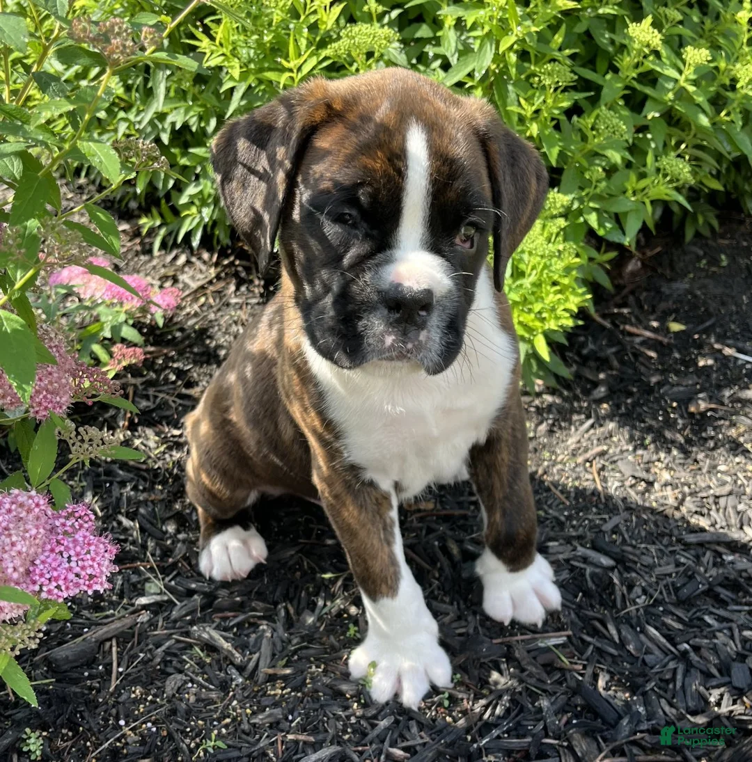 Boxer dogs for sale: Duke - Ad 4