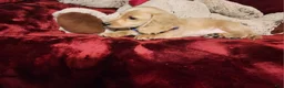 Miniature Dachshund dogs for sale: HAYES - Ad 7