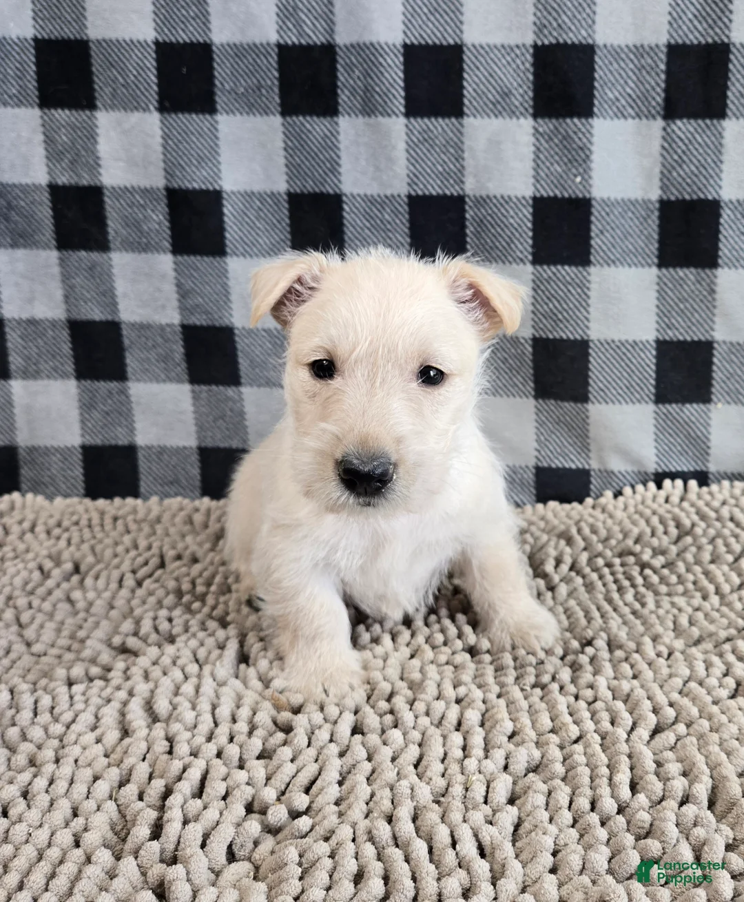 Scottish Terrier dogs for sale: Ollie - Ad 2