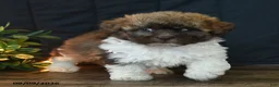 Mixed Breed dogs for sale: Charlie - Ad 3