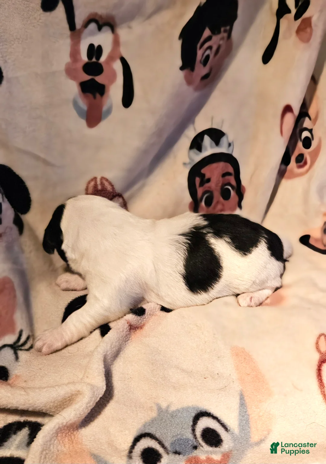 Chihuahua dogs for sale: Barney - Ad 2