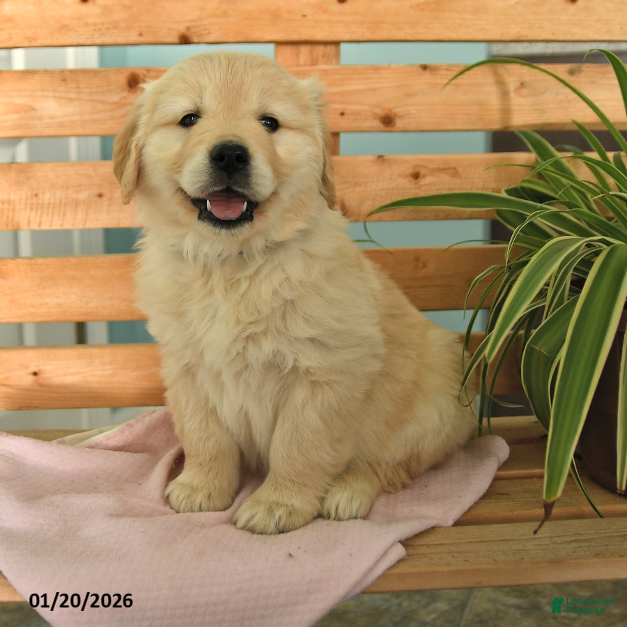 Golden Retriever dogs Kit - Ad 3