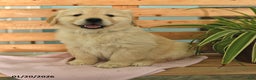 Golden Retriever dogs for sale: Kit - Ad 1