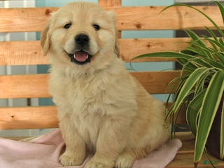 Golden Retriever dogs Kit - Ad 18