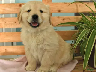 Golden Retriever dogs Kit - Ad 9