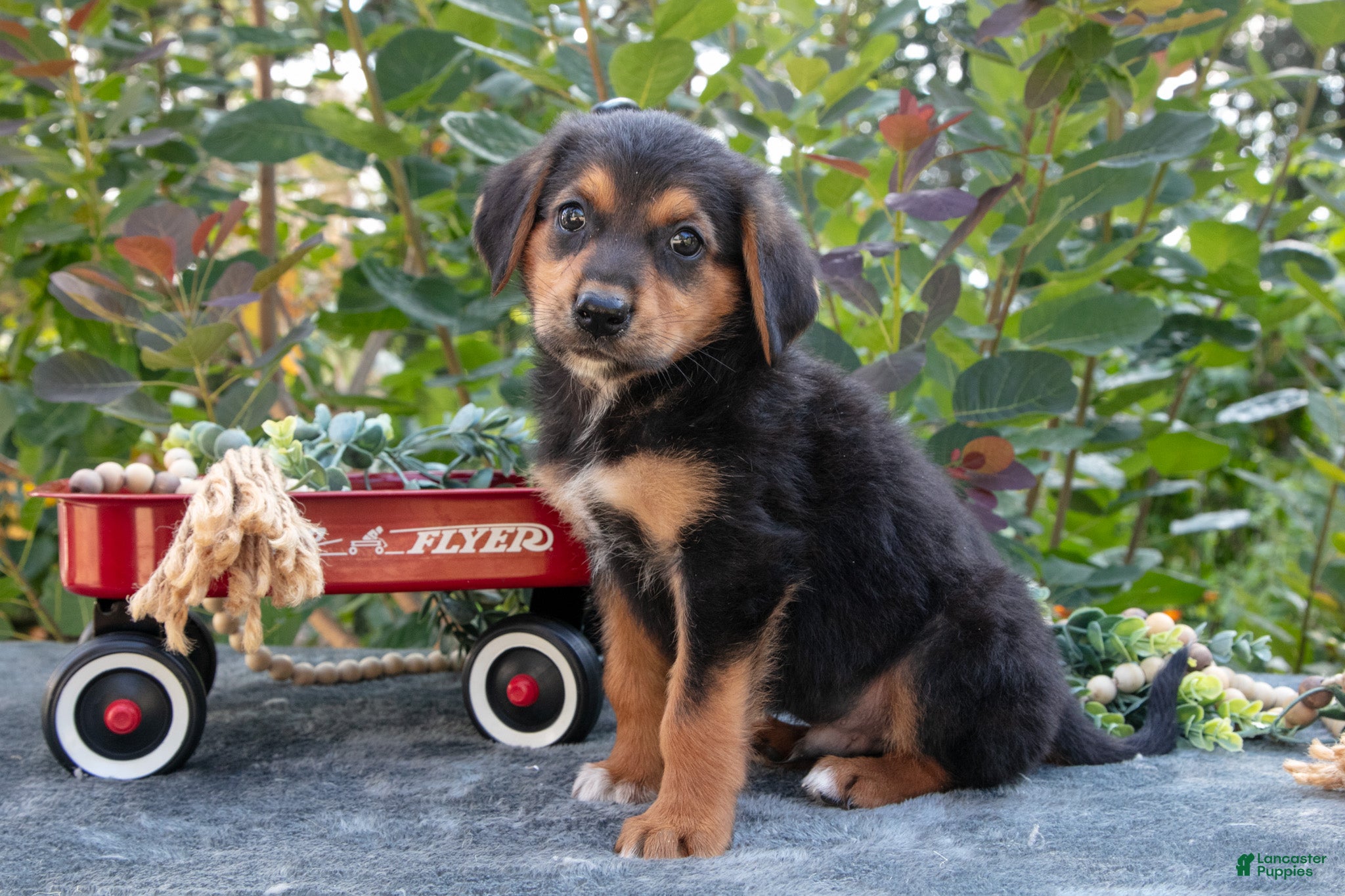 German Shepherd dogs Ryan - Ad 1