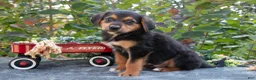 German Shepherd dogs for sale: Ryan - Ad 1