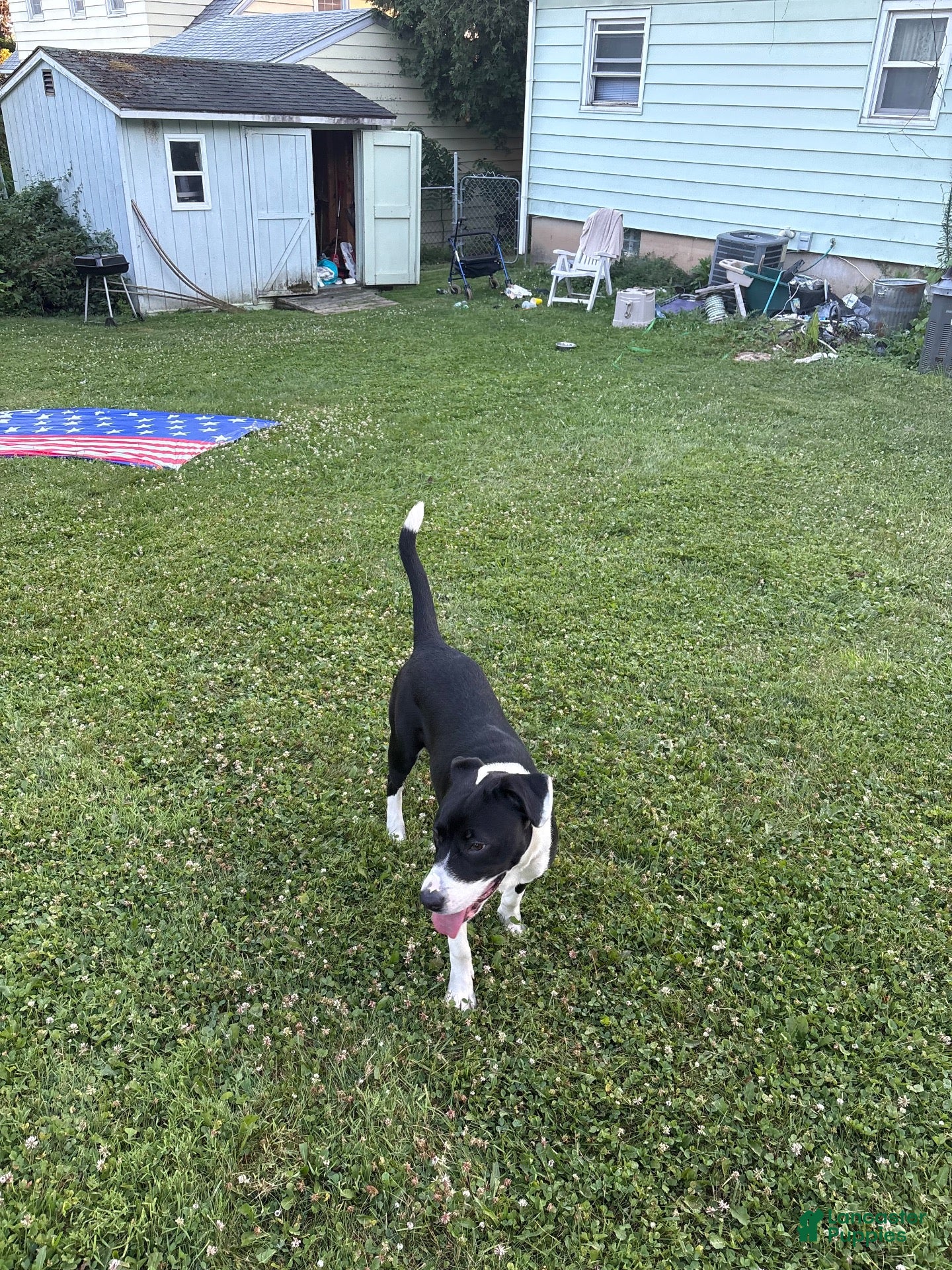 Mixed Breed dogs Mixed Breed 3 - Ad 7