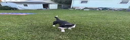 Mixed Breed dogs for sale: Mixed Breed 3 - Ad 1