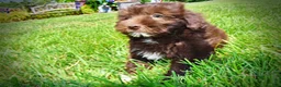 Havapoo dogs for sale: Ewok - Ad 7