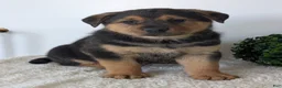 Mixed Breed dogs for sale: Harley - Ad 10