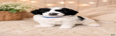 Miniature Poodle Blue