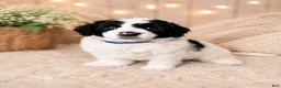 Miniature Poodle dogs for sale: Miniature Poodle Blue - Ad 1
