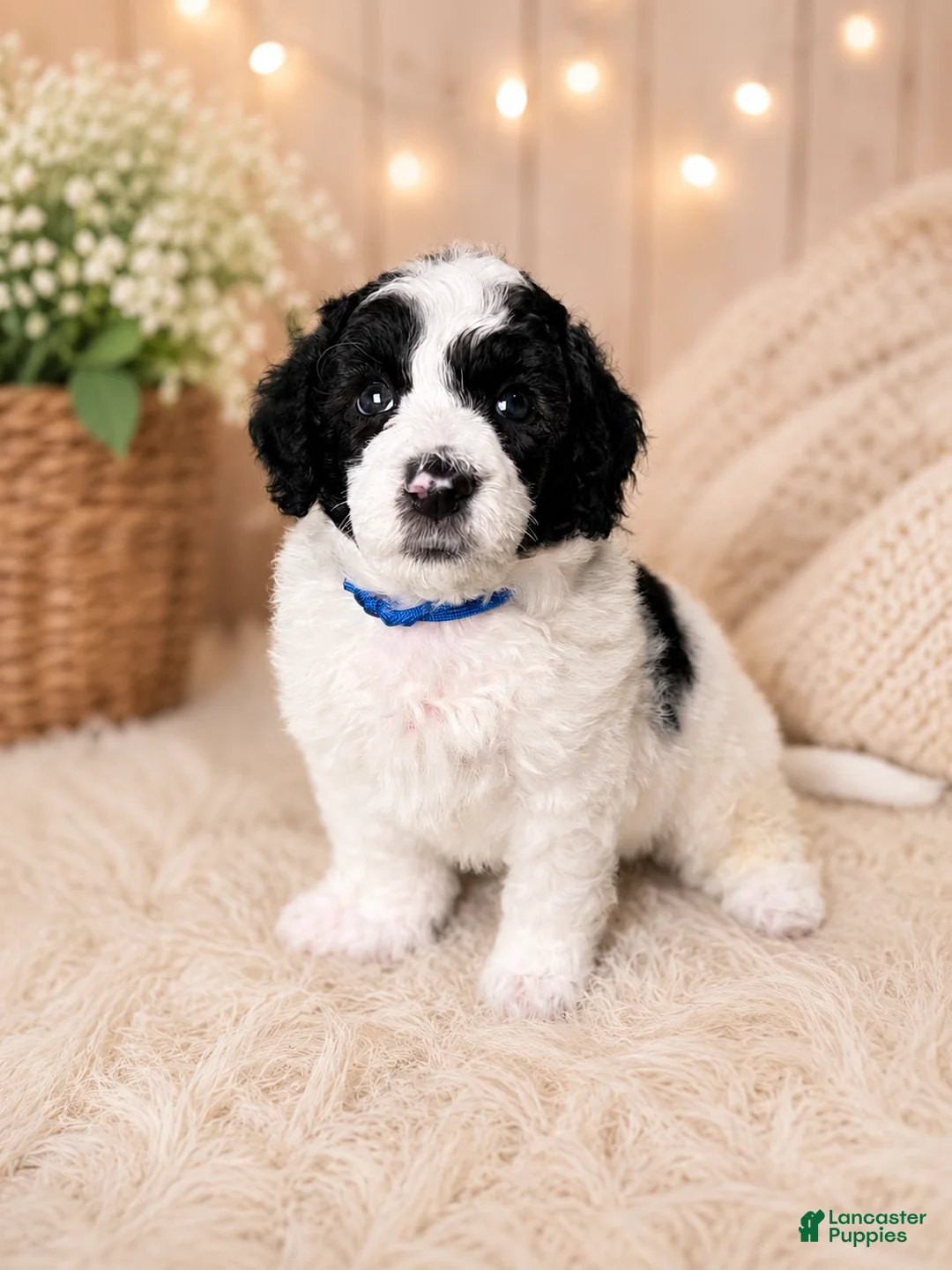 Miniature Poodle dogs for sale: Miniature Poodle Blue - Ad 1