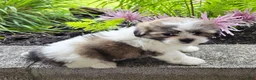 Teddy Bear dogs for sale: Sherry - Ad 2