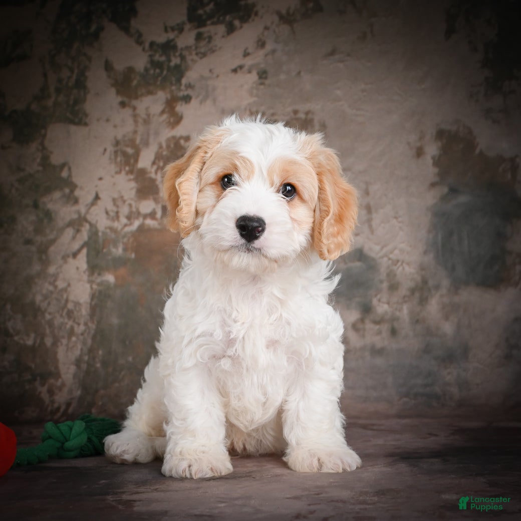 Cavachon dogs for sale: Jeremy - Ad 11