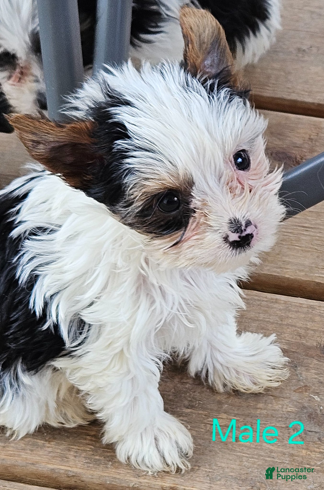 Yorkshire Terrier dogs for sale: Waylon - Ad 1