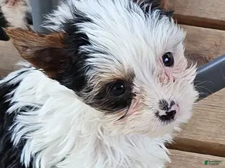 Yorkshire Terrier dogs for sale: Waylon - Ad 1