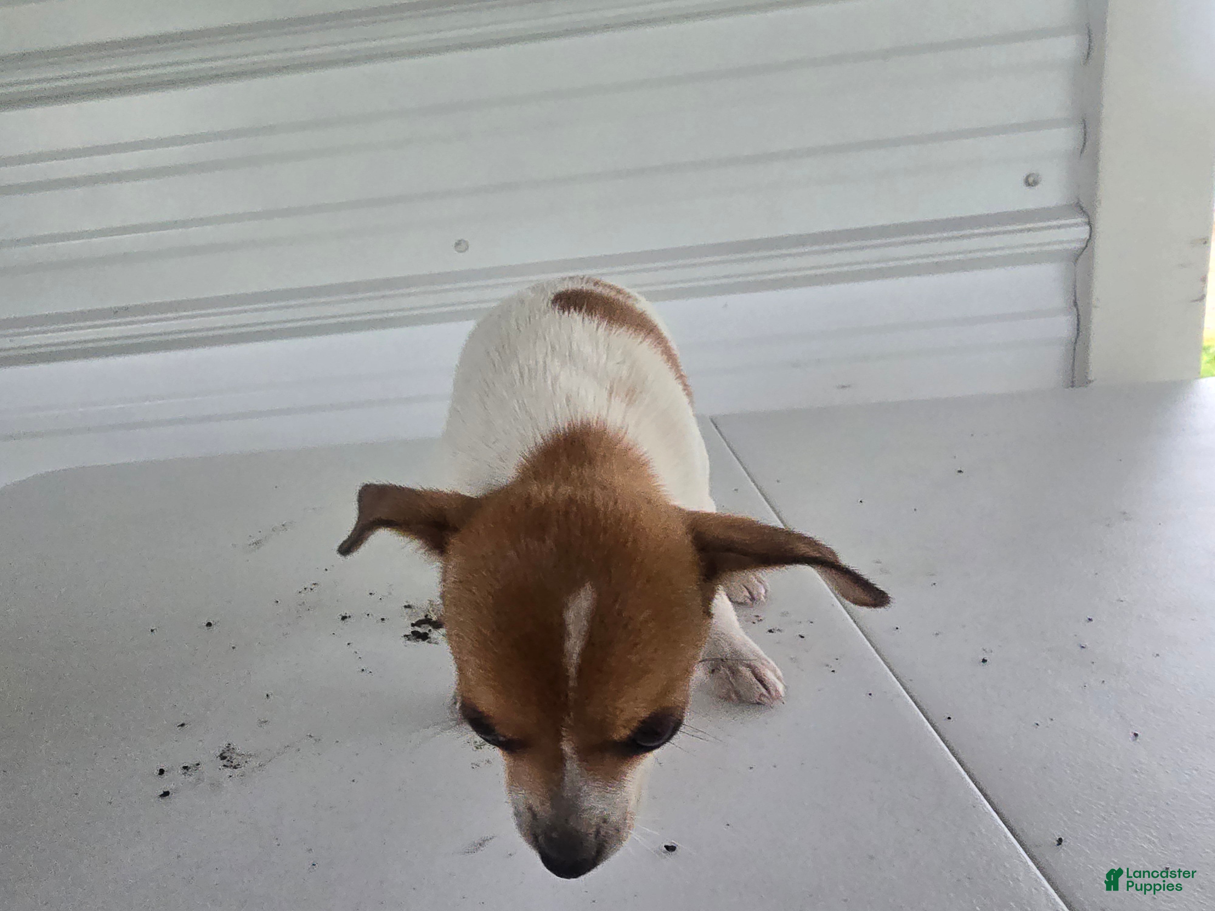 Chihuahua dogs Maya - Ad 2