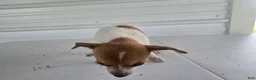 Chihuahua dogs for sale: Maya - Ad 2