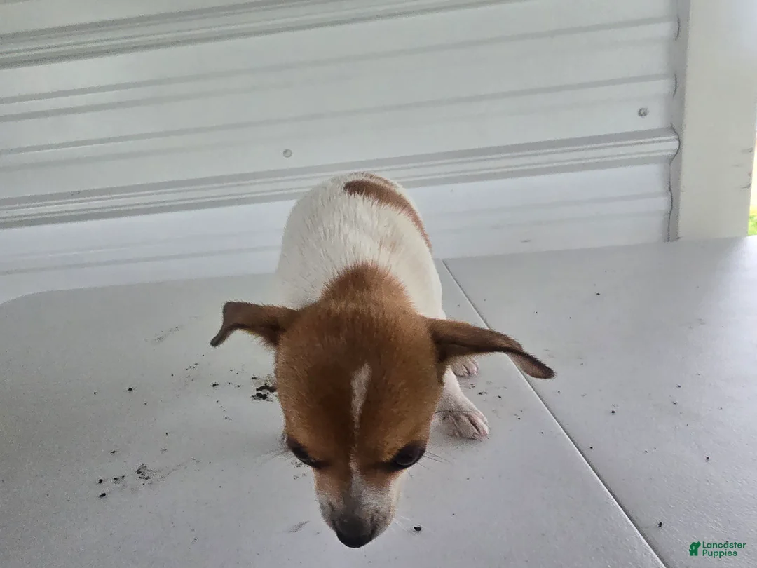 Chihuahua dogs for sale: Maya - Ad 2