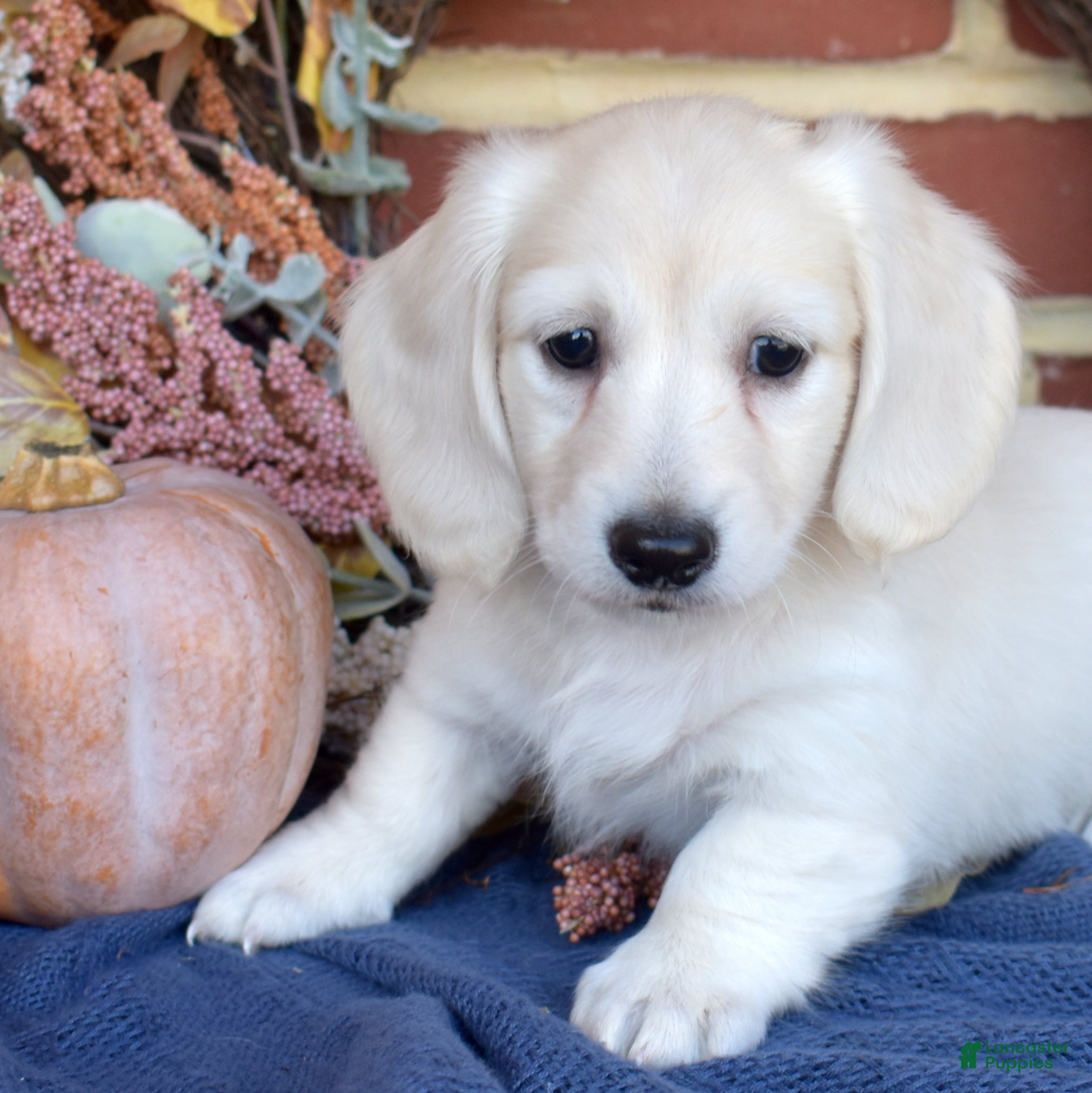 Miniature Dachshund dogs for sale: Blondie - Ad 2