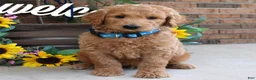 Goldendoodle dogs for sale: Rudy - Ad 7
