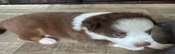 Miniature Australian Shepherd dogs for sale: Booty - Ad 4