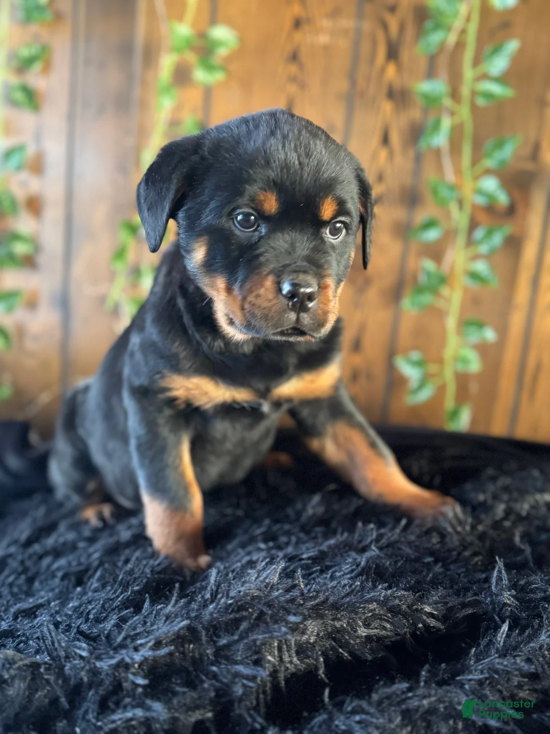Rottweiler dogs for sale: Baby - Ad 6