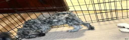 Shihpoo dogs for sale: Shihpoo 2 - Ad 5