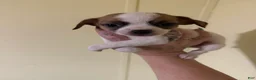 Chihuahua dogs for sale: Chihuahua 1 - Ad 2