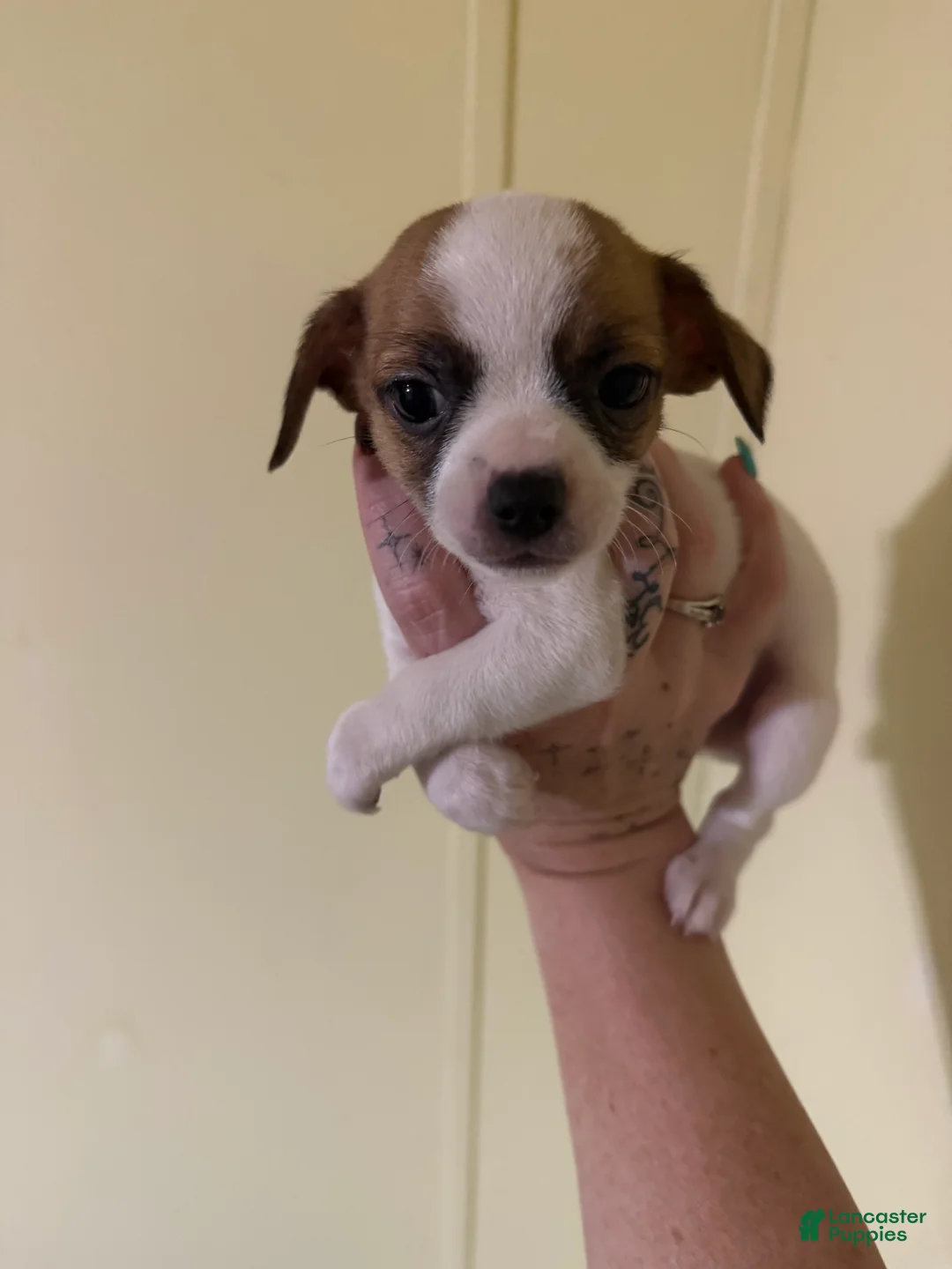 Chihuahua dogs for sale: Chihuahua 1 - Ad 2