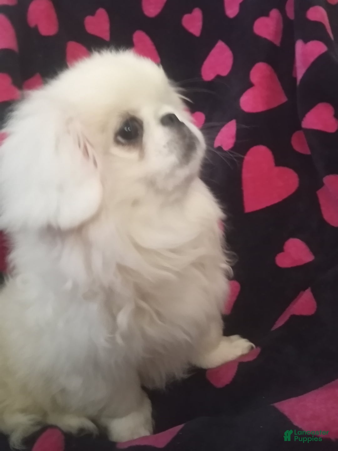 Pekingese dogs for sale: Wonder - Ad 3